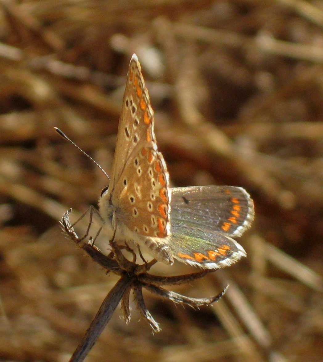 Aricia cramera Aricia cramera